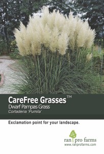 CareFree Grasses