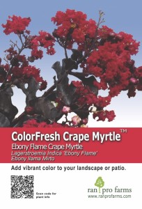 ColorFresh Crape Myrtle