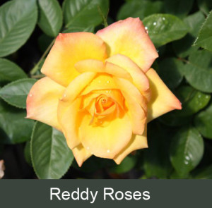 reddyroses™